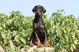 DOBERMANN 886